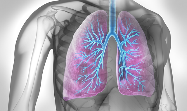 3d lung image