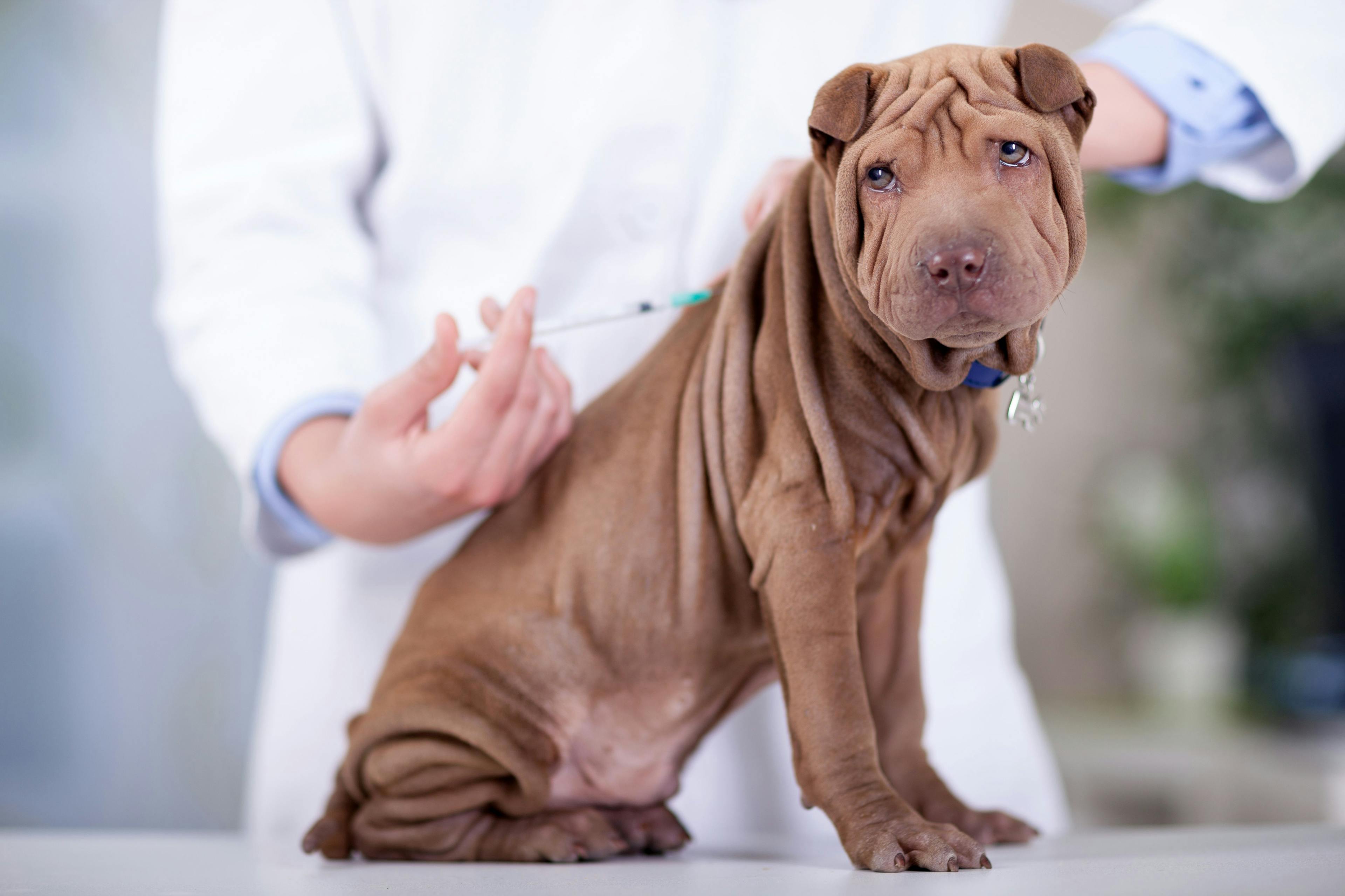 USDA provides conditional license for Canine Parvovirus Monoclonal Antibody