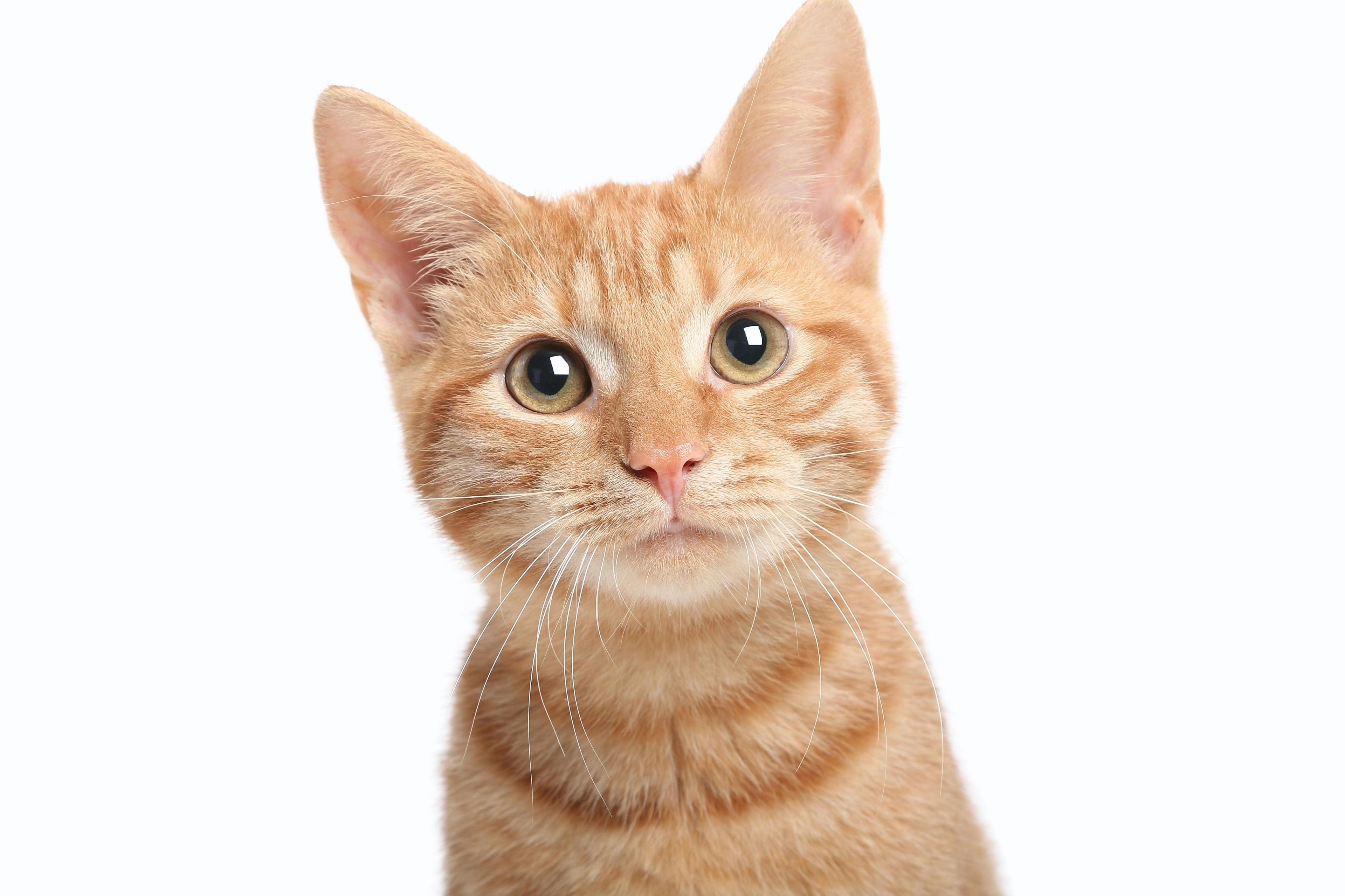 FDA Approves Generic Drug to Treat Allergic Dermatitis in Cats