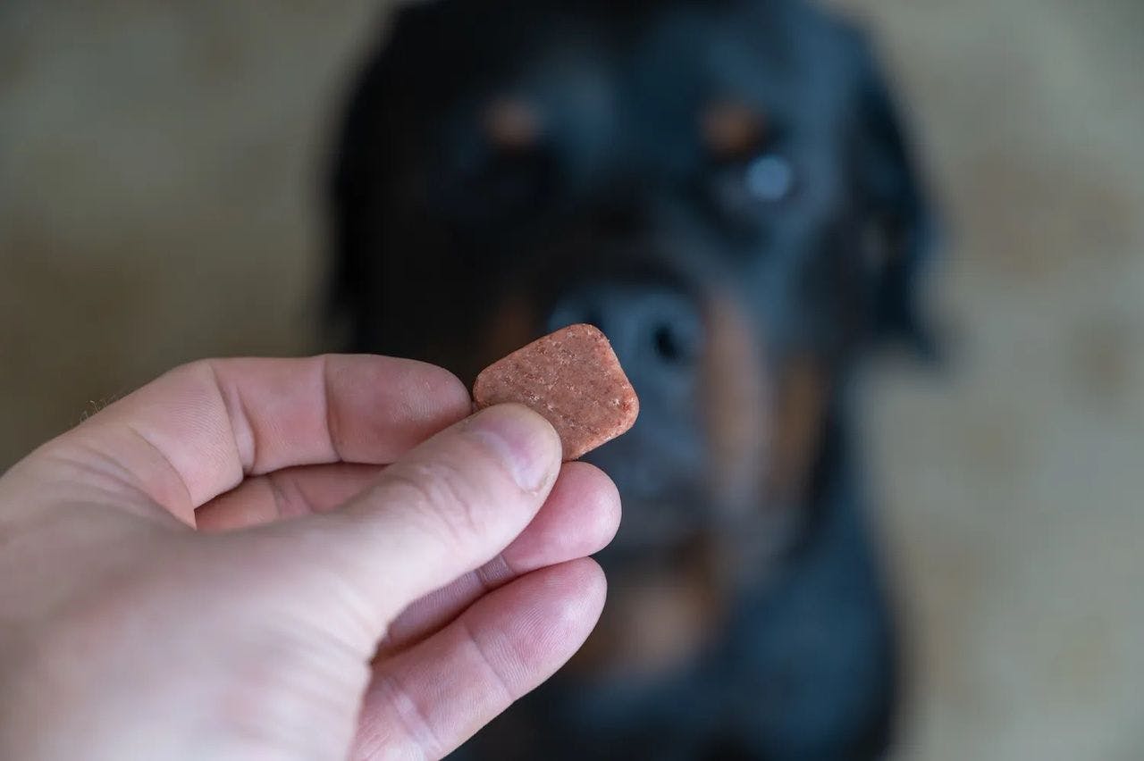 Dog looking up at a chewable tablet | Mikhail - stock.adobe.com