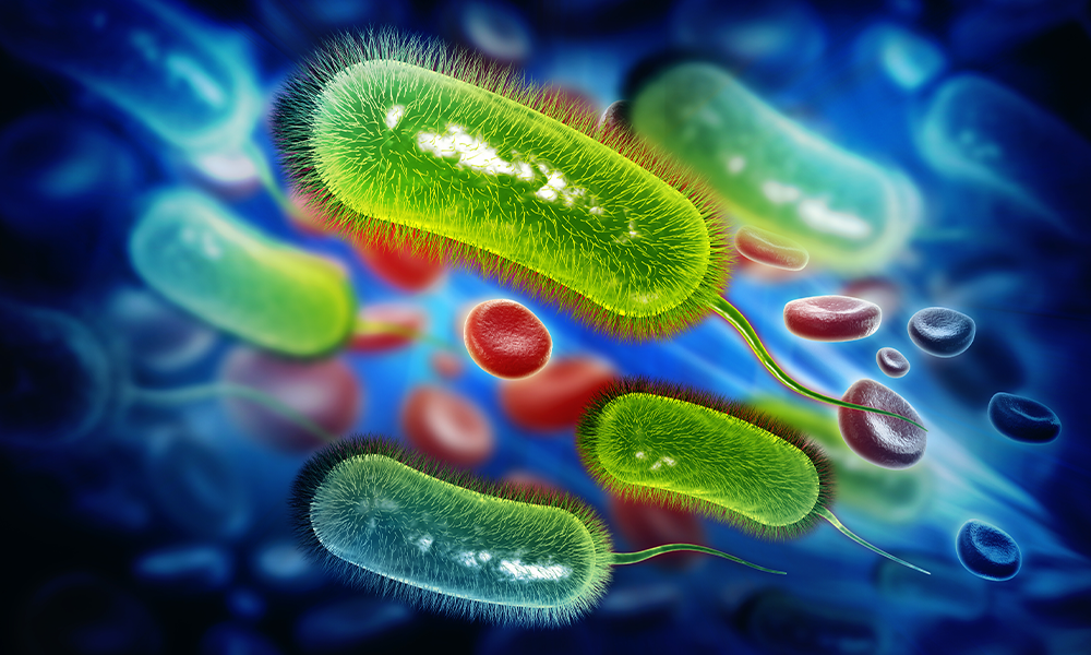 h. pylori bacteria