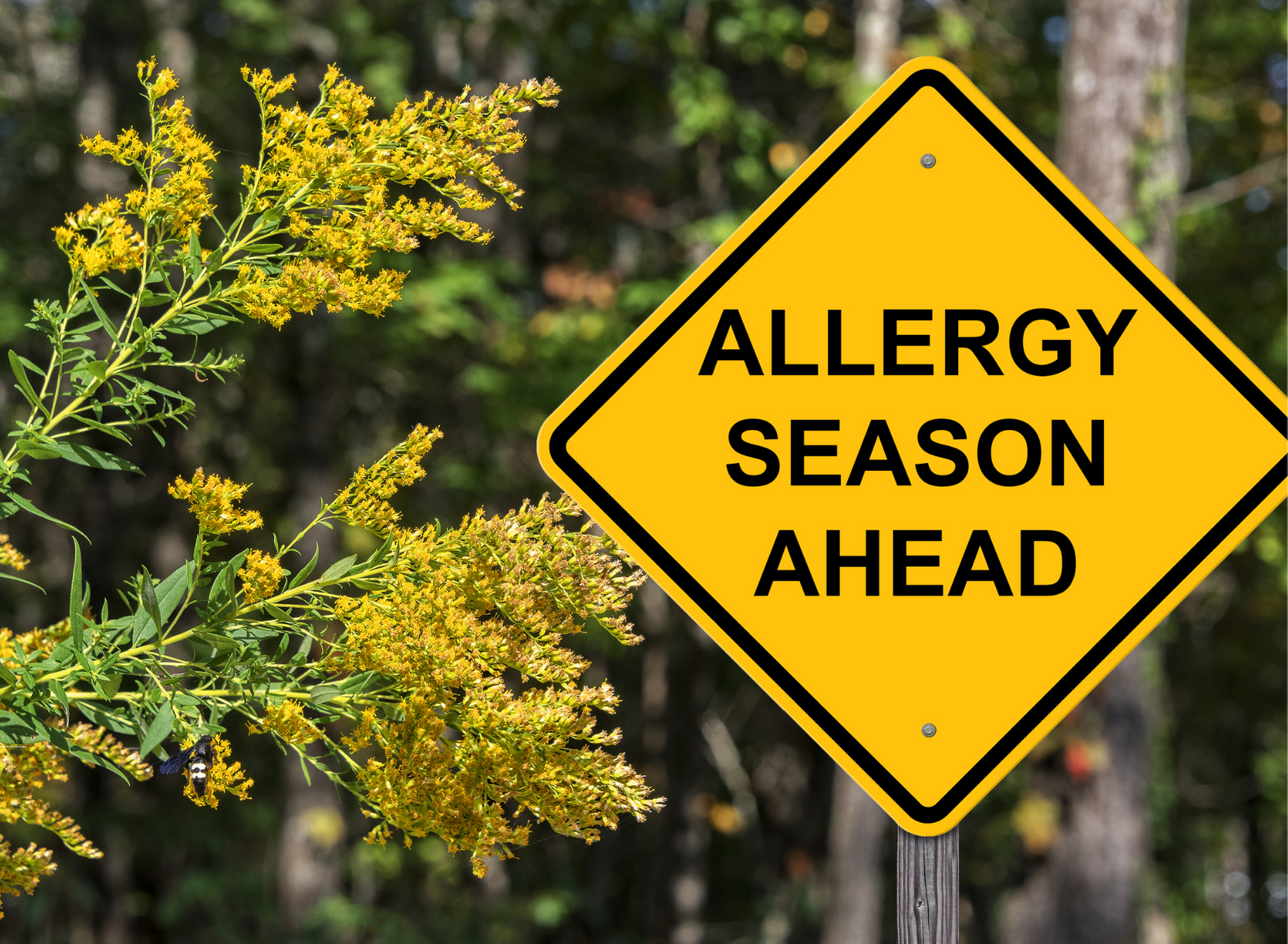 Cedar Pollen-specific IgE Titers May Be Useful in Pollen Allergy Screening