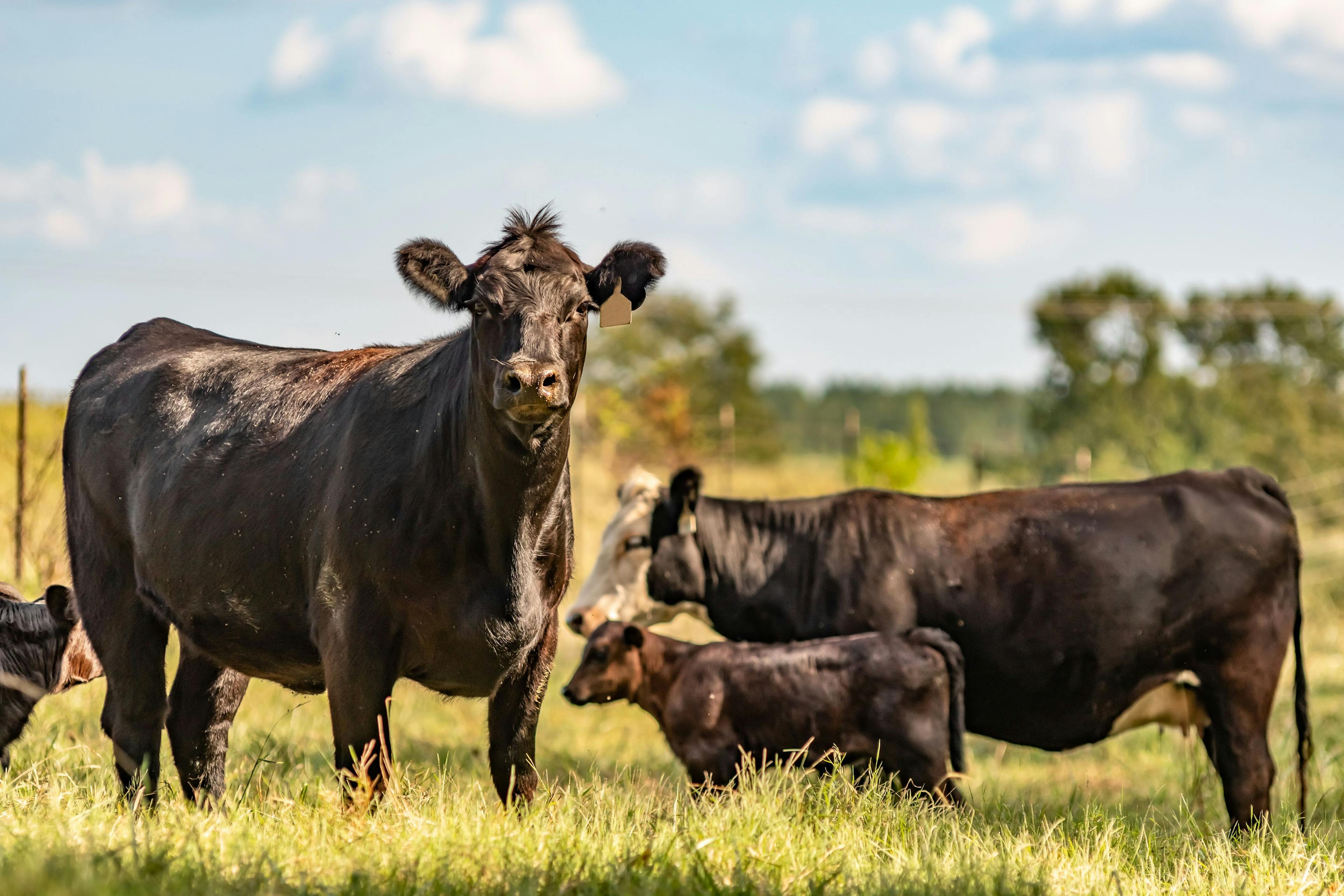 FDA Approves Cattle Parasite Treatment