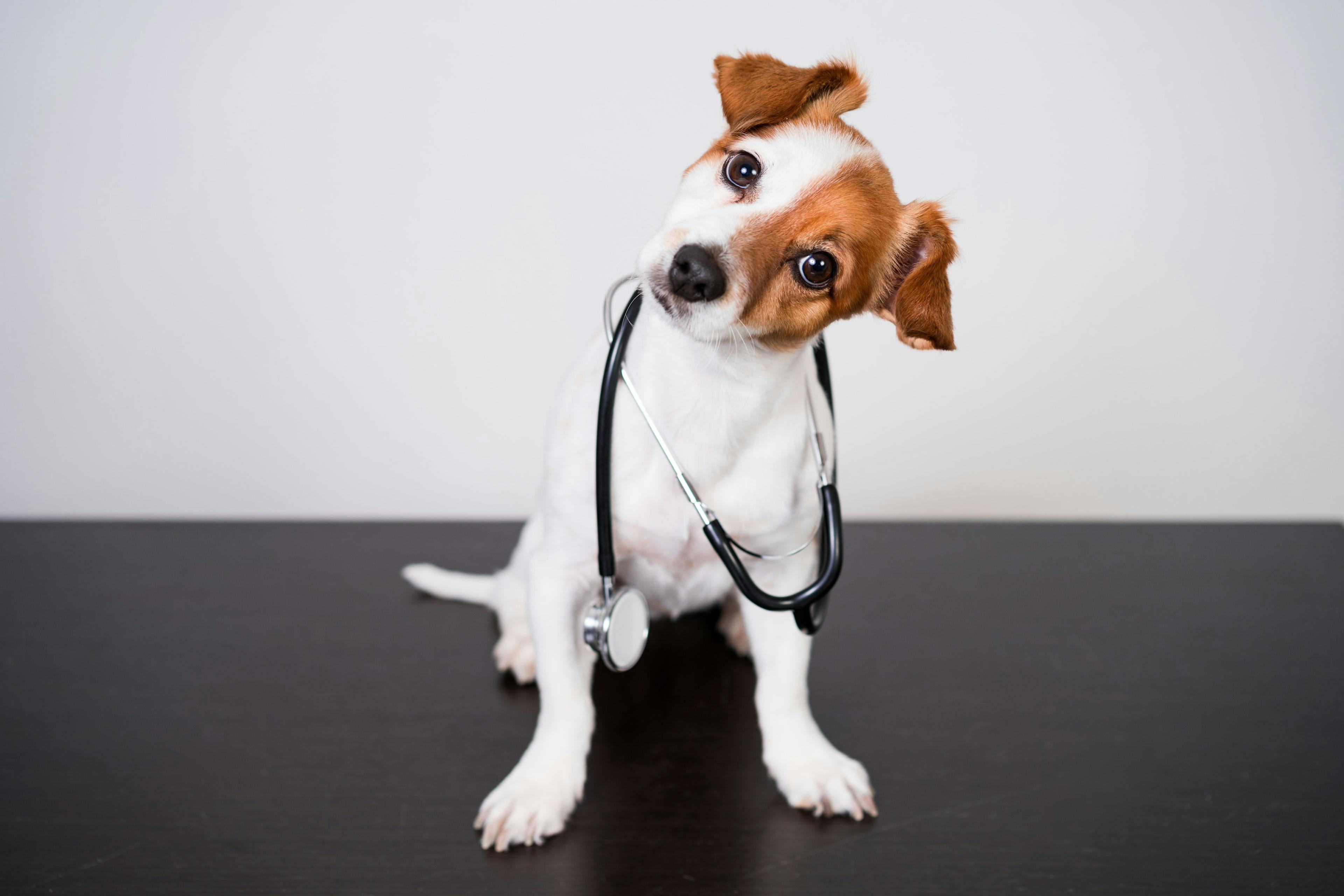 Veterinary Prescriptions Made Easy