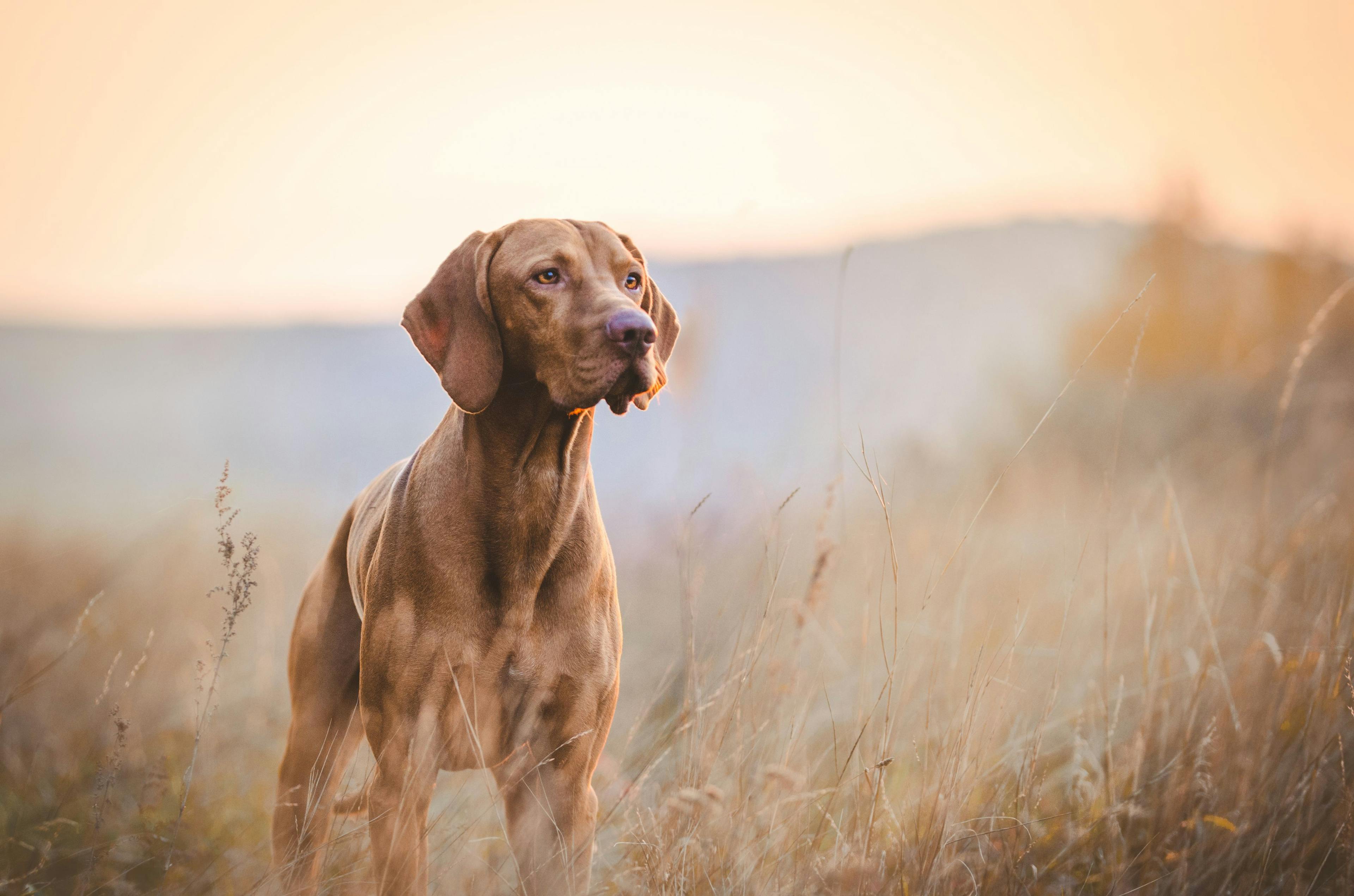 FDA approved afoxolaner, moxidectin, and pyrantel chewable tablets for the protection of dogs against fleas, ricks, heartworm disease, roundworms, and hookworms. Credit: tmart_foto | stock.adobe.com