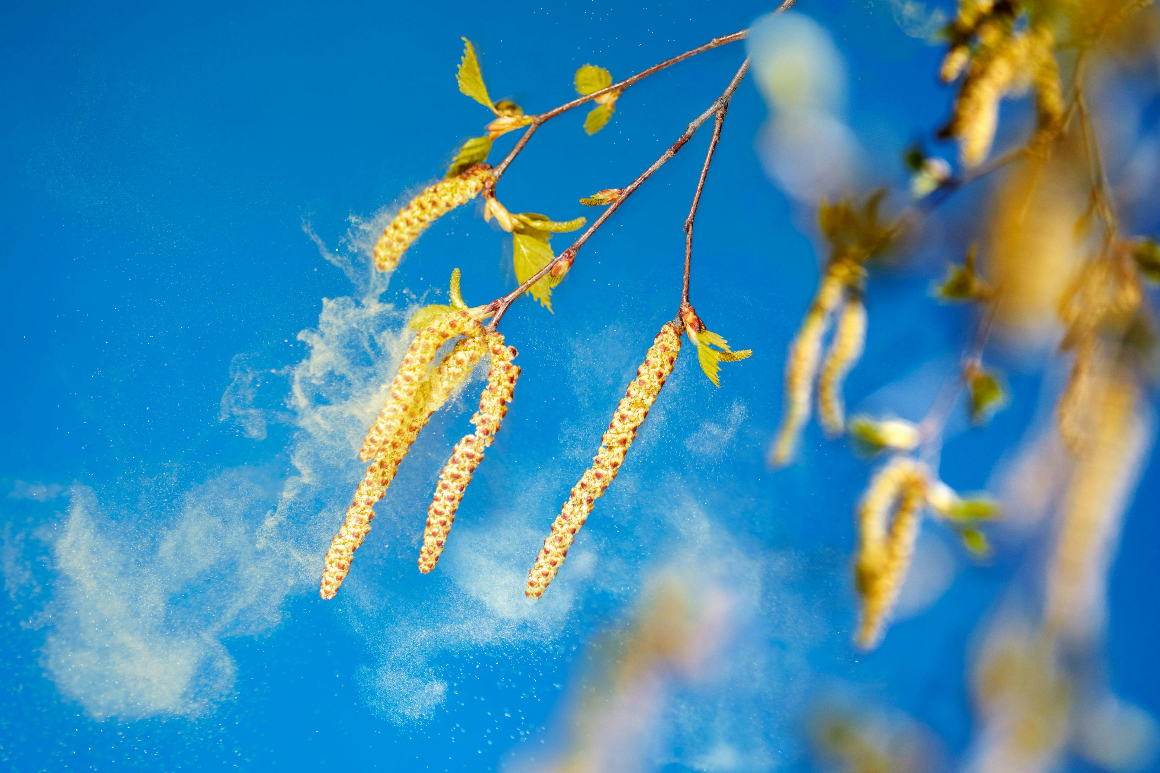 tree pollen allergy season | Image Credit: Ingo Bartussek - stock.adobe.com