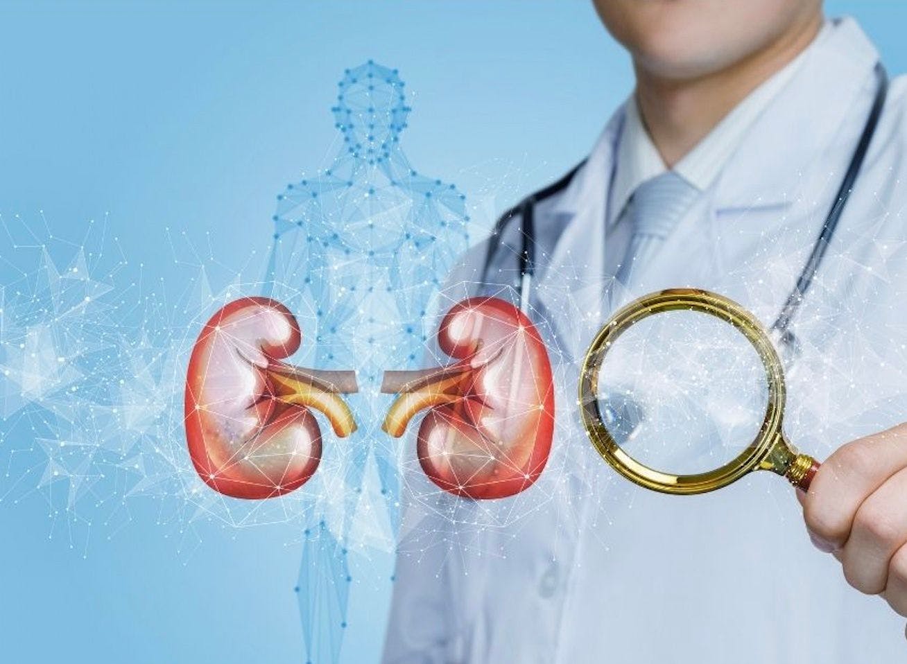 kidney disease diagram and magnifying glass