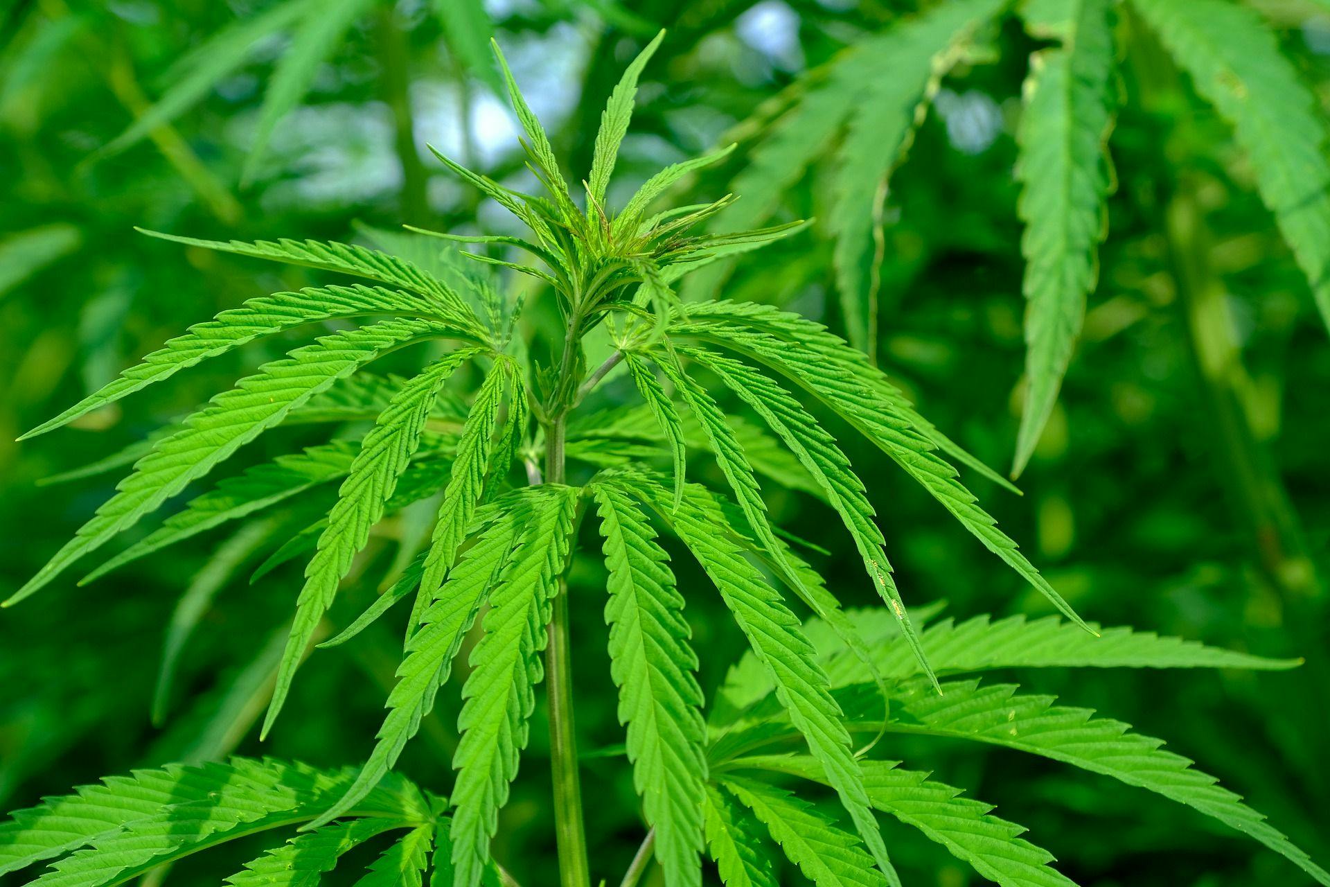 Pot or Not: An Overview of Hemp- and CBD-Containing Products
